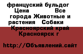 француский бульдог › Цена ­ 40 000 - Все города Животные и растения » Собаки   . Красноярский край,Красноярск г.